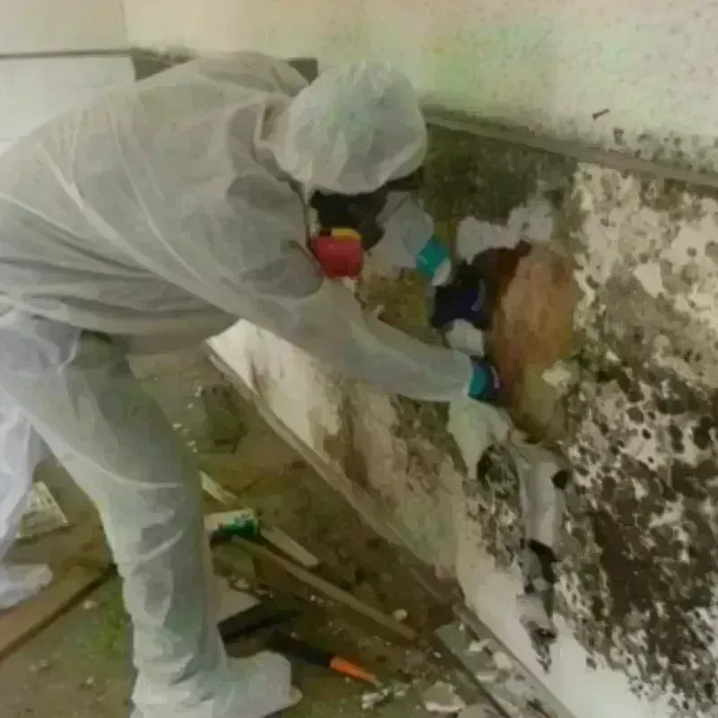 Mold Remediation and Removal in Moose Wilson Road, WY